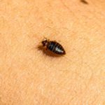 Identifying, Treating, and Preventing Bed Bug Infestations