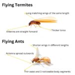 Flying Termites: Importance and Response Strategies