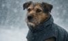Weather-Resistant Gear for Pets: Essential Items You Need
