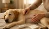 Spay Recovery Timeline: Essential Insights for Your Pet’s Care