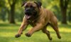 Bigger Dogs: Unpacking Aggression in Canine Behaviour
