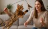 Bengal Cat Exercise Needs for Optimal Health and Wellbeing