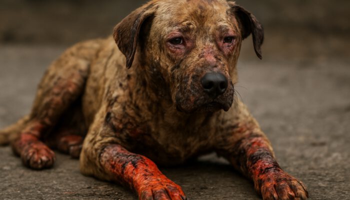 Burn Wound Care for Pets: Key Healing Tips and Advice