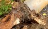 Tree Roots in Drains: Addressing the Wollongong Challenge
