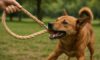 Hemp Leashes for Dogs: Strong and Durable Choices to Consider