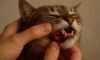 Teeth Brushing Kits for Cats: Key Tips for Oral Care