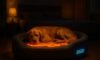 Temperature-Controlled Beds for Pets: Ensuring Their Comfort